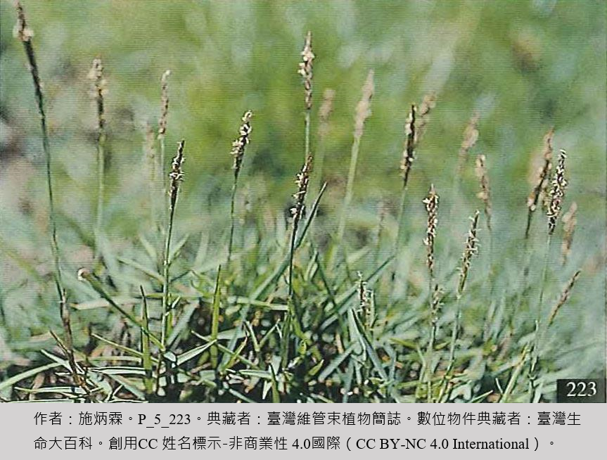 中華結縷草